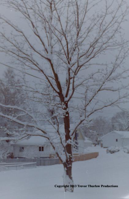 Tree in front of road, 35mm negative to digital transfer Copyright 2013 Trevor Thurlow Productions